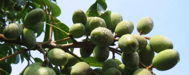 橄欖果的功效與作用 橄欖果的吃法