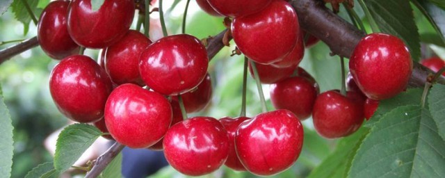 櫻桃有什麼營養價值 櫻桃的營養價值介紹