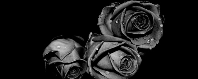 黑色玫瑰花語 黑色玫瑰介紹