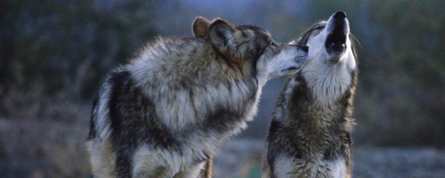 關於狼的電影有哪些 有關於狼的電影介紹