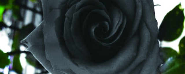 黑玫瑰的花語 花語介紹