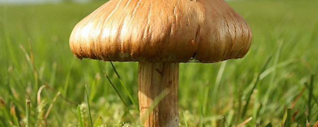 蘑菇是什麼 蘑菇的營養價值