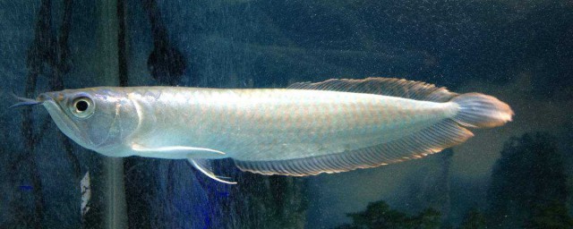 銀龍魚吃什麼 銀龍魚簡介