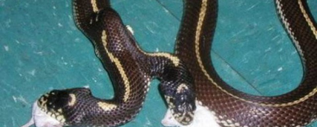 關於蛇的恐怖電影 關於蛇的恐怖電影片十部推薦