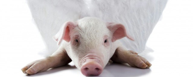 怎樣預防豬流感 豬流感如何預防