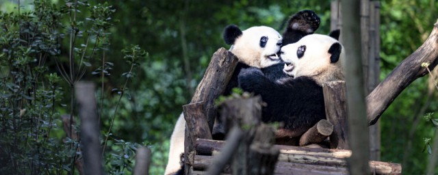 為什麼大熊貓不是熊貓 大熊貓祖先是什麼