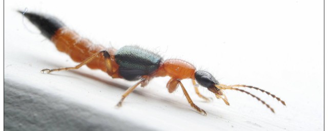 隱翅蟲有毒嗎 隱翅蟲是吃什麼的
