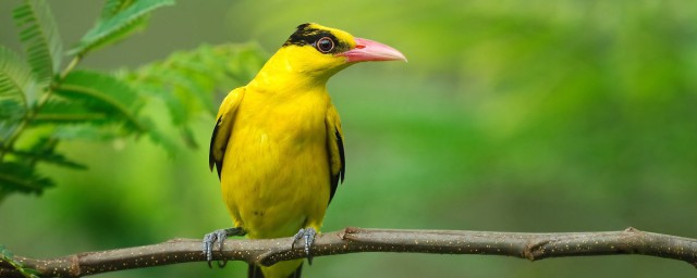 黃鸝鳥吃什麼 黃鸝鳥吃什麼食物