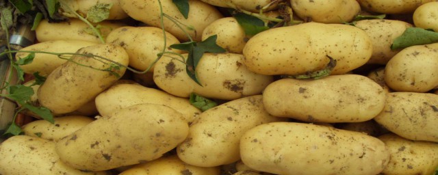 吃土豆會胖嗎 吃土豆是否會胖的解析