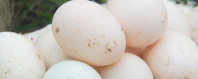 鴨蛋怎麼煮才熟 煮鴨蛋的方法