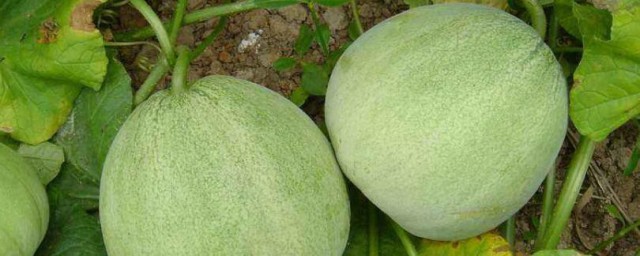 種香瓜怎麼掐蔓 應該怎麼做