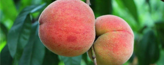 桃子樹該怎麼種 桃子樹苗是怎麼種植