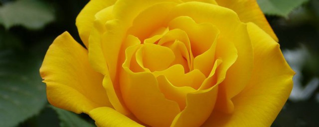怎麼養黃玫瑰花 養黃玫瑰花的方法