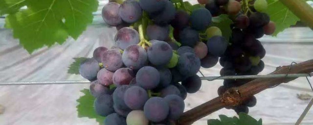 哺乳期能吃葡萄嗎 有什麼作用