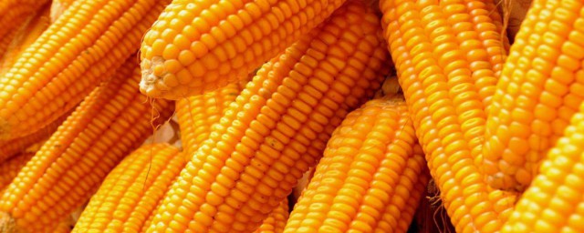 玉米怎麼掰的 玉米掰法
