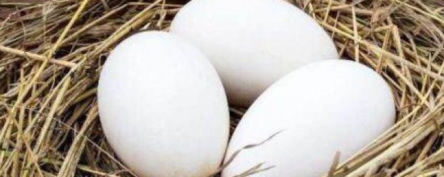 鵝蛋功效 鵝蛋有什麼作用