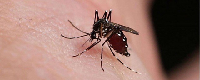 怎麼辨別毒蚊子 辨別毒蚊子方法