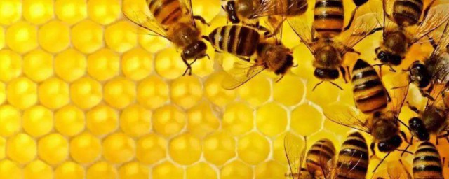 蜂膠的功效 蜂膠的功效是什麼