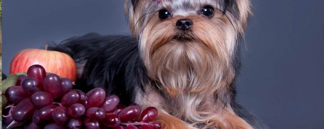 狗可以吃葡萄嗎 狗狗可以吃哪些水果