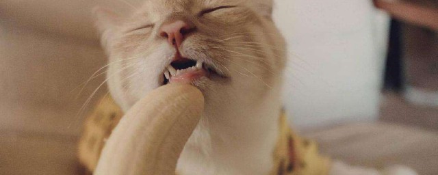 貓可以吃香蕉嗎 貓吃香蕉的好處介紹