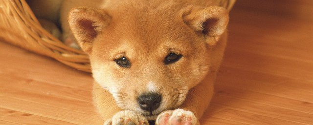 狗可以吃榴蓮嗎 能否給狗狗吃榴蓮