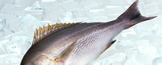 魚可以冷凍多久 能冷凍6個月