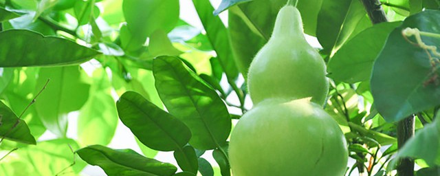 葫蘆瓜的功效與作用 葫蘆瓜的營養價值