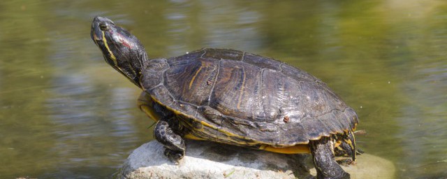 傢裡養什麼烏龜風水好 養龜可以改善傢居風水的作用是什麼