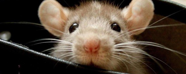 發現傢裡有老鼠怎麼辦 傢庭滅鼠最有效的3種方法