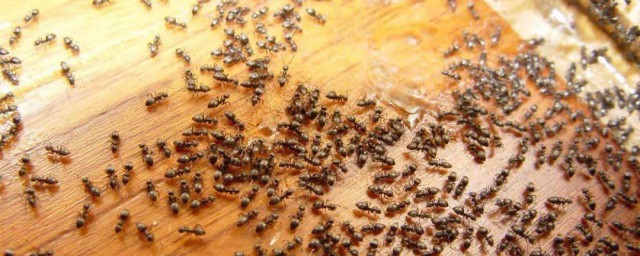 房子裡有螞蟻怎麼根除 消滅傢裡螞蟻最簡單有效的辦法