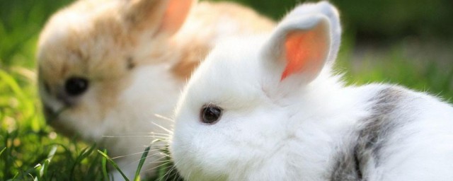 介紹一種動物 兔子 兔子有什麼行為特點