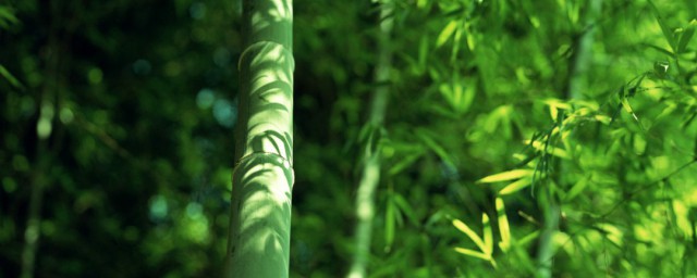 關於竹子的詩句勵志 竹子的人生做人的道理