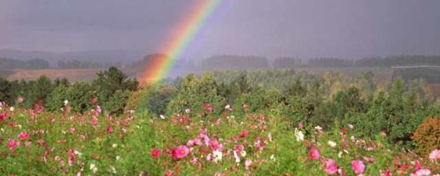彩虹花卉怎麼養 彩虹花卉的養殖方法