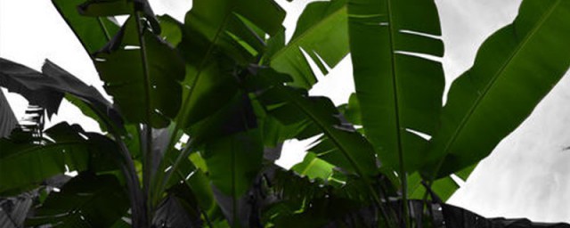 芭蕉葉植物怎麼養活 養芭蕉葉植物的方法