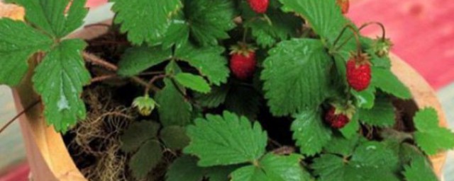 盆載草莓怎麼養護 養殖草莓的方法