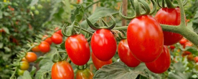 矮生小番茄怎麼養殖 小番茄要怎麼養