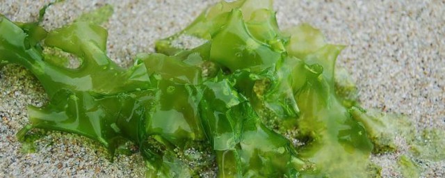 海藻的功效 海藻對人體的好處