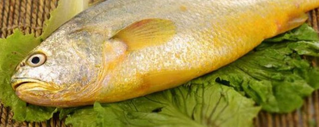 黃花魚是海魚嗎 屬於海魚