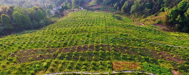 油茶樹種植 油茶樹低產林改造技術