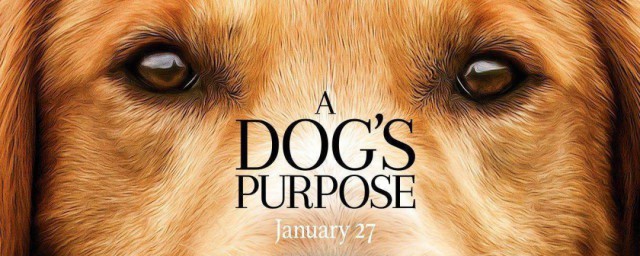 關於狗的感人電影 關於狗的感人電影有什麼