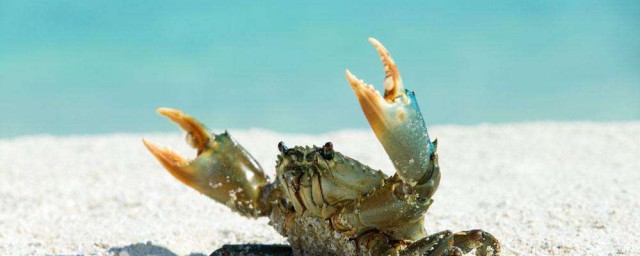 怎麼吃螃蟹 吃螃蟹的方法