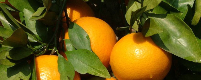 橘葉的功效 橘葉的功效是什麼
