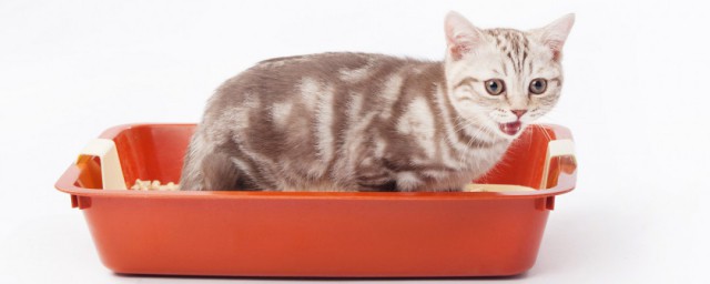 幼貓吃貓砂是怎麼回事 這是病嗎