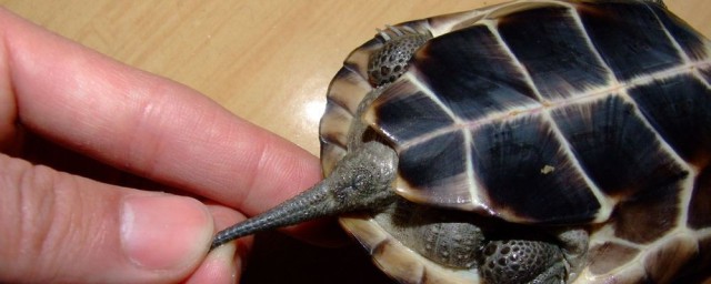 草龜的公母怎麼看 草龜怎麼分公母