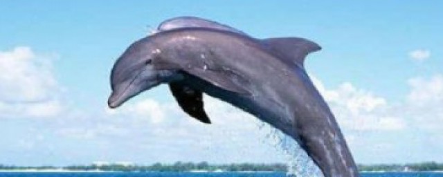 山鯨是真的嗎 山鯨的介紹
