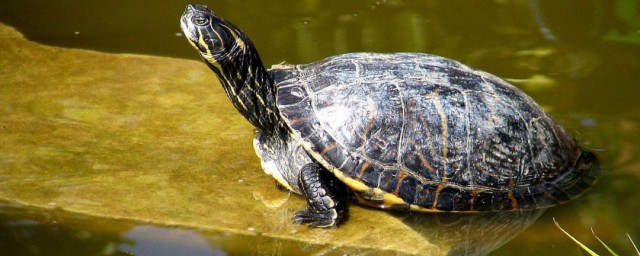 巴西龜怎麼那麼難養 巴西龜怎麼養好活