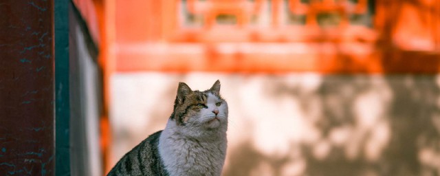 紫禁城有多少隻貓 故宮有幾隻貓咪