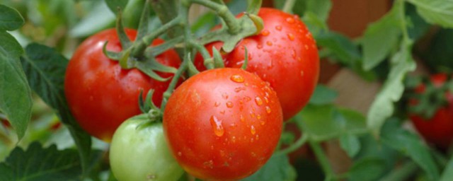 西紅柿種植 西紅柿怎樣種植
