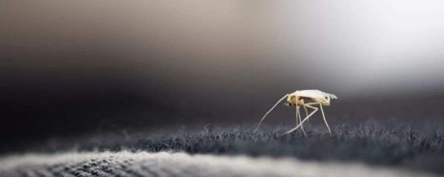 世界蚊子日是哪天 世界蚊子日基本介紹