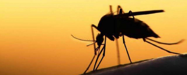 世界十大最毒蚊子 太可怕瞭